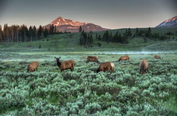 A group of elk are grazing in the green fields of Yellowstone National Park with mountains in the background, HD Desktop Wallpaper