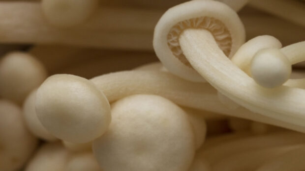 A close up view of enoki mushrooms showing their stems and caps, HD Desktop Wallpaper