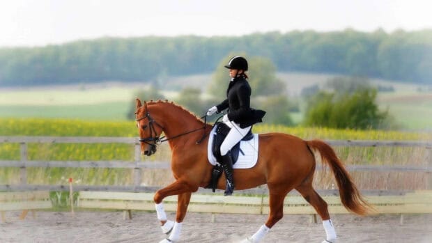 Eventing Wallpapers HD shows a rider in black jacket and white pants riding a brown horse in an outdoor arena, HD Desktop Wallpaper