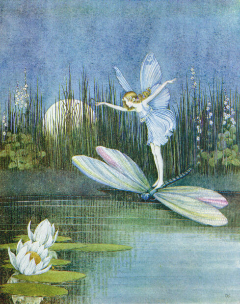 A fairy with blue wings rides a dragonfly over water lilies under the moonlight, HD Desktop Wallpaper