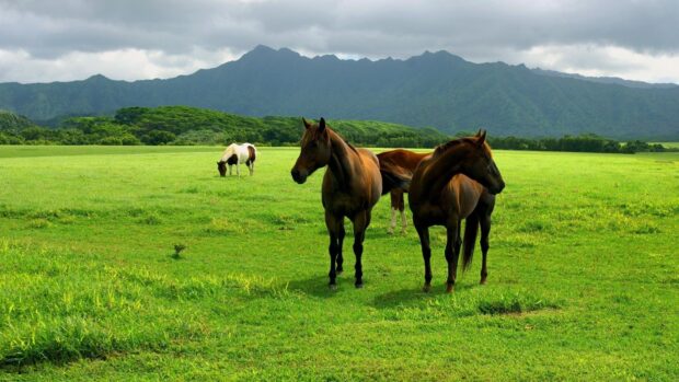 Two brown horses and a spotted horse grazing in a lush green field under cloudy sky, HD Desktop Wallpaper