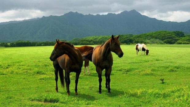 Two brown horses stand in a grassy farm with mountains in the background, HD Desktop Wallpaper