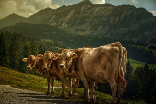 Three farm animals stand closely together on a rural path with a mountainous forest backdrop, HD Desktop Wallpaper