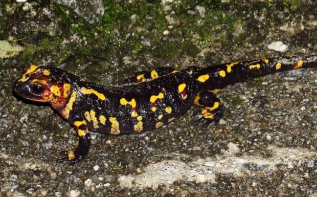 A fire salamander with vivid yellow spots is resting on rocky terrain covered in moss, 2K Desktop Wallpaper