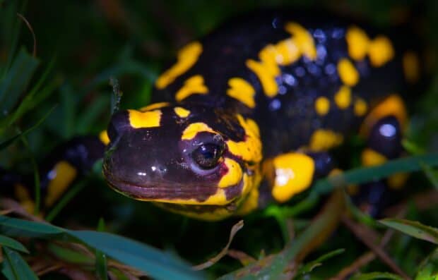 A fire salamander with bright yellow spots is resting in the grass, 2K Desktop Wallpaper
