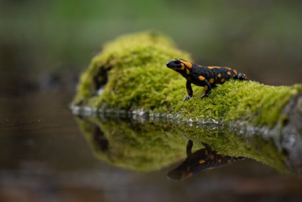 A fire salamander rests on green moss near water with its reflection visible, HD Desktop Wallpaper