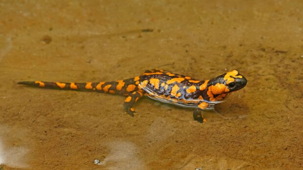 A fire salamander is partially submerged in shallow water over a sandy bottom, 4K Desktop Wallpaper