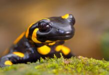 A fire salamander with bright yellow spots is resting on green moss in this close up, 4K Desktop Wallpaper
