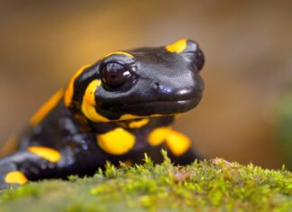 A fire salamander with bright yellow spots is resting on green moss in this close up, 4K Desktop Wallpaper