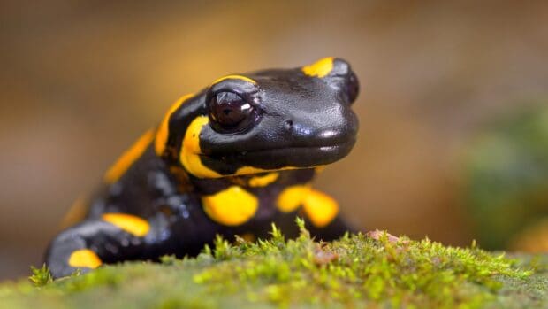 A fire salamander with bright yellow spots is resting on green moss in this close up, 4K Desktop Wallpaper