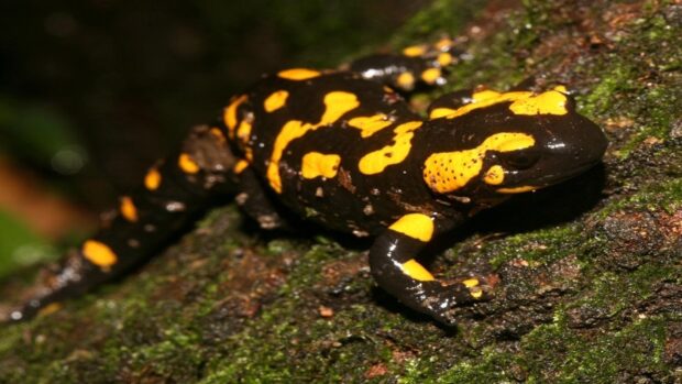 A fire salamander with yellow and black patterns is resting on green moss, HD Desktop Wallpaper