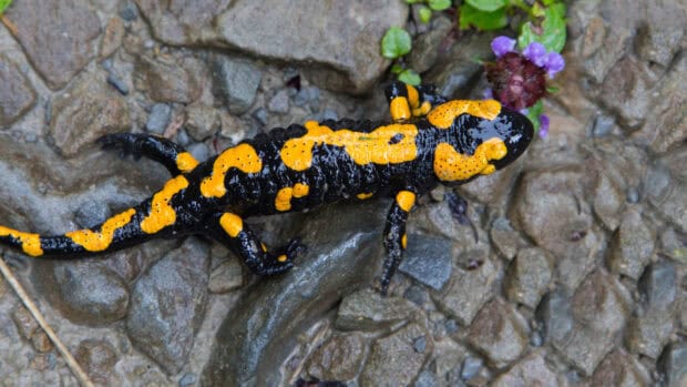 A fire salamander with striking yellow patterns crawls on rough stones near small purple flowers, HD Desktop Wallpaper