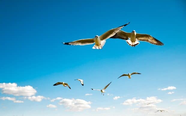 A group of albatross fly gracefully against a bright blue sky with scattered clouds, HD Desktop Wallpaper