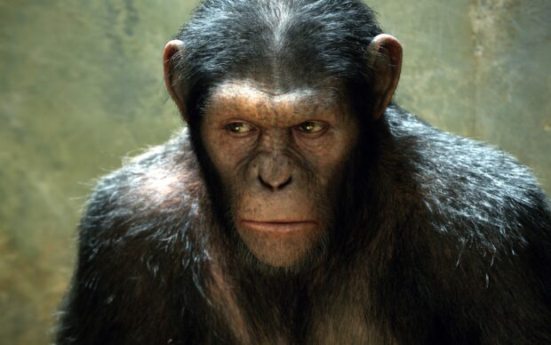 A close up of a focused ape from Planet Of The Apes looking to the side, 2K Desktop Wallpaper