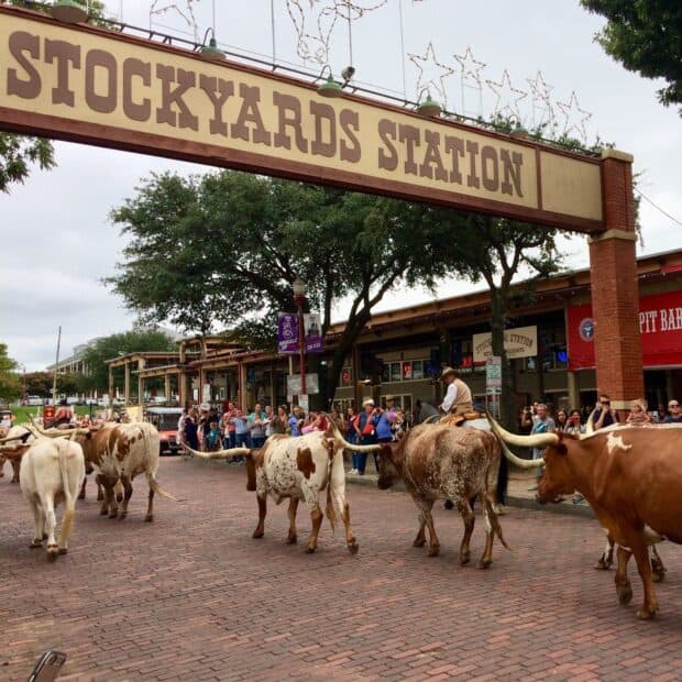Cowboys herding cattle at Fort Worth Stockyards during a parade, HD Desktop Wallpaper