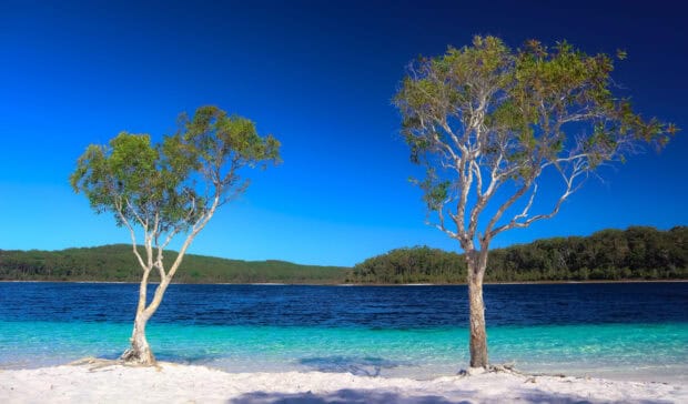 A serene view of Fraser Island with clear blue water and two trees on white sand, HD Desktop Wallpaper
