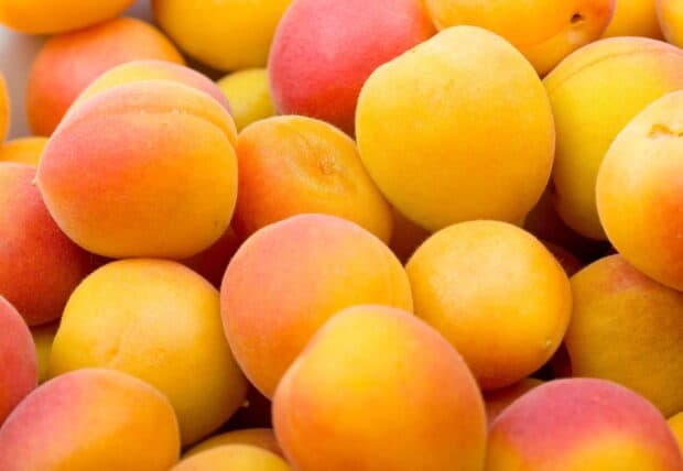 Fresh apricot fruits with soft skin and vibrant colors in a close up shot, HD Desktop Wallpaper