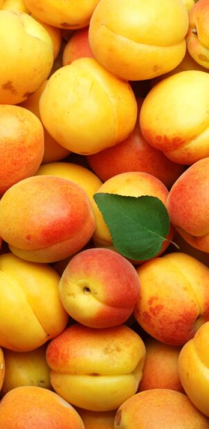 Fresh apricot fruits with a green leaf in the middle, 2K Mobile Wallpaper