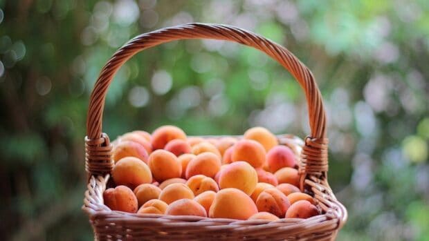 A basket filled with ripe apricots resting outdoors with blurred green foliage in the background, HD Desktop Wallpaper