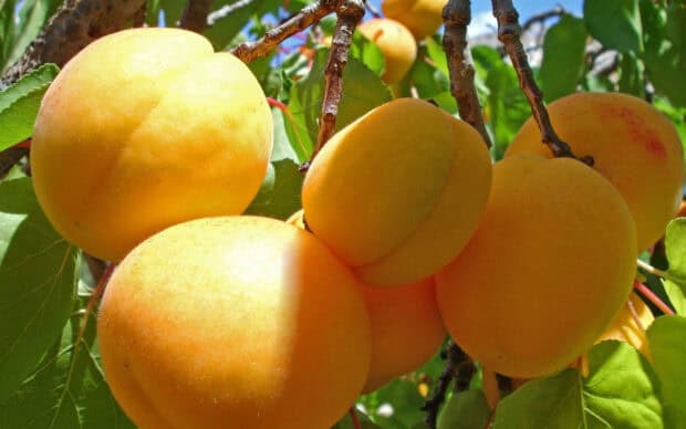 Fresh apricots grow on branches with green leaves in bright sunlight, 2K Desktop Wallpaper
