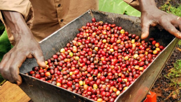 A person sorting fresh coffee cherries in a metal container during harvest in Uganda, HD Desktop Wallpaper