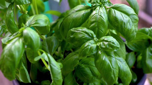 Fresh green basil leaves are shown growing indoors for seasoning use, 4K Desktop Wallpaper