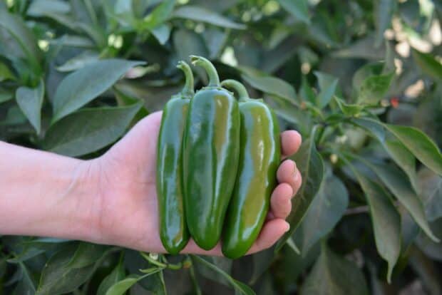 A hand holds three fresh green jalapeno peppers outdoors, HD Desktop Wallpaper