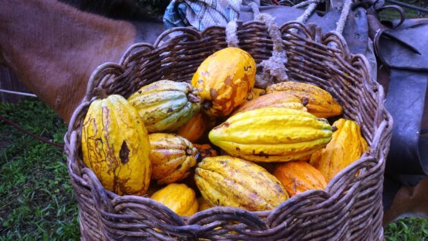 The basket contains fresh cocoa pods highlighting Cocao Wallpapers, HD Desktop Wallpaper