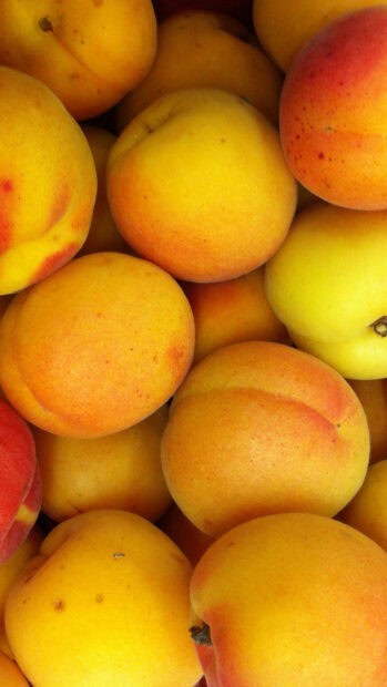A cluster of fresh apricots with vibrant orange and yellow colors, HD Phone Wallpaper