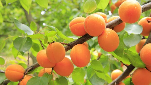 Fresh apricots hang on a tree branch with green leaves in the background, HD Desktop Wallpaper
