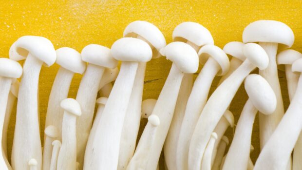 White enoki mushrooms cluster tightly growing against a bright yellow background, HD Desktop Wallpaper