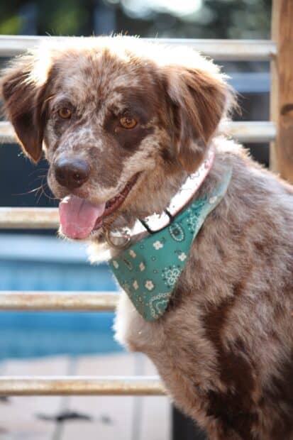A happy Aussiedor dog wearing a blue patterned bandana sitting outdoors, 2K Phone Wallpaper