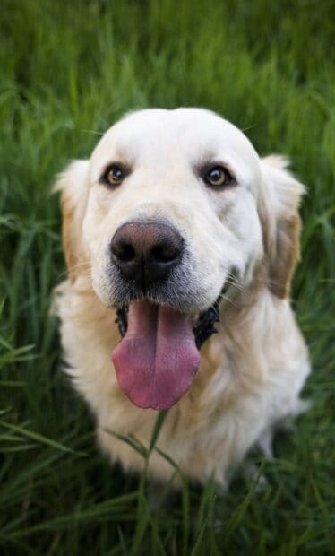 A happy Labrador is sitting in the grass with its tongue out, HD Phone Wallpaper