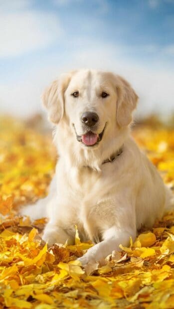 A friendly Labrador is resting on the ground covered with yellow autumn leaves with a clear sky in the background, HD Phone Wallpaper