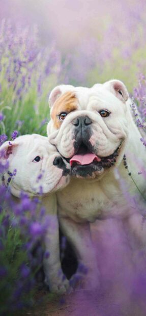 Two bulldogs are standing together in a lavender field with one showing its tongue happily, 2K Phone Wallpaper