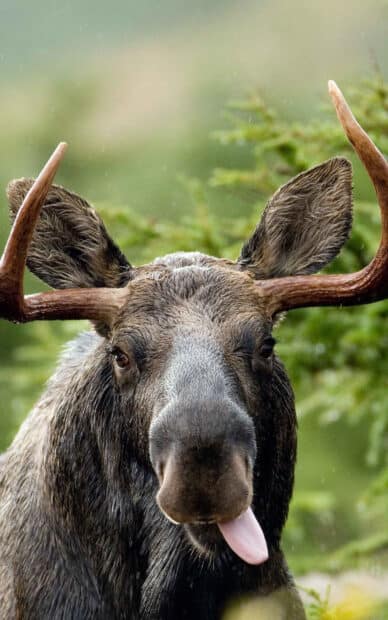A moose sticking out its tongue with a forest background in this moose wallpapers, HD Phone Wallpaper