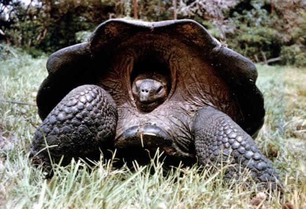 A giant tortoise from the Galapagos Islands resting on green grass in a natural habitat, 2K Desktop Wallpaper
