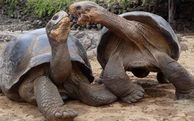 Two giant tortoises from the Galapagos Islands interact in their natural habitat, HD Desktop Wallpaper