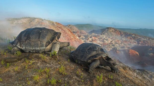 Two Galapagos Islands giant tortoises resting on rocky volcanic terrain with steam rising, HD Desktop Wallpaper
