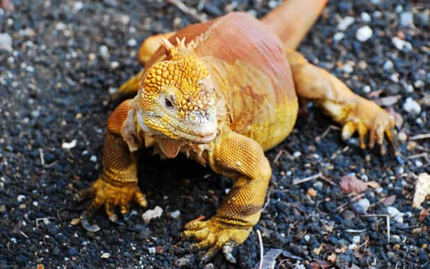 A Galapagos Islands iguana resting on rough black volcanic lava rock, 2K Desktop Wallpaper