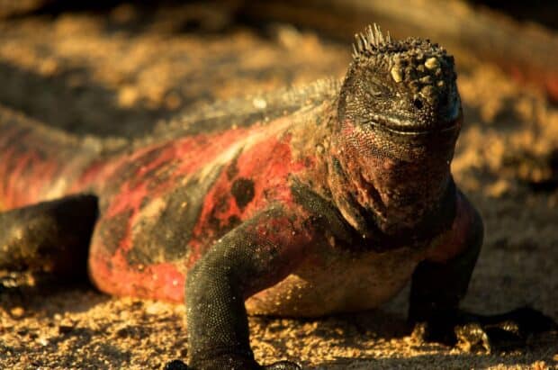 A marine iguana from the Galapagos Islands resting on sandy ground in natural light, HD Desktop Wallpaper
