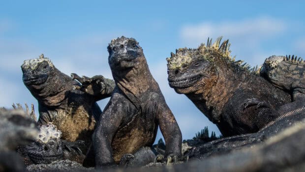 A group of Galapagos Islands iguanas resting under the clear blue sky, HD Desktop Wallpaper
