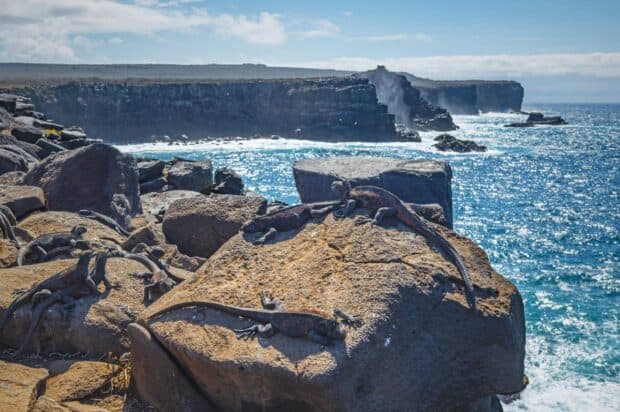 Marine iguanas resting on rocky cliffs along the Galapagos Islands coastline, 2K Desktop Wallpaper
