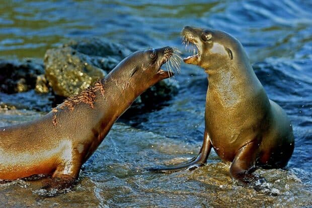 Two Galapagos Islands sea lions are vocalizing near the rocky shore in the ocean, HD Desktop Wallpaper
