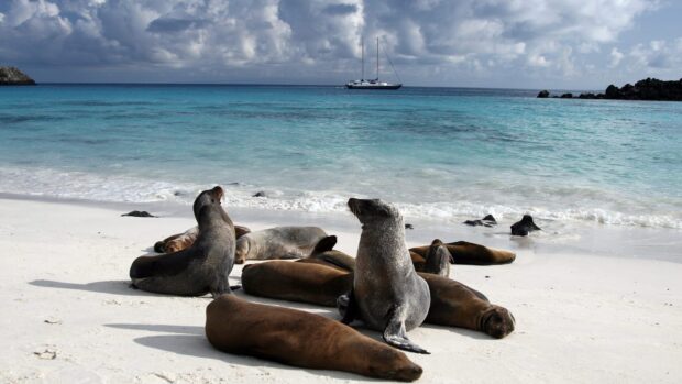 A group of sea lions resting on a white sandy shore with blue ocean water at the Galapagos Islands, HD Desktop Wallpaper