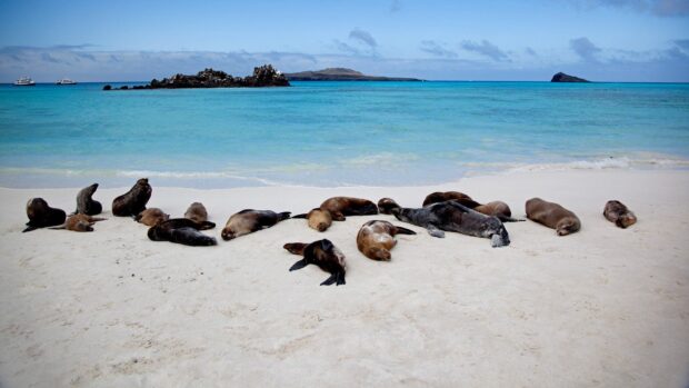 A group of sea lions resting on the sandy shore of the Galapagos Islands under a clear sky, HD Desktop Wallpaper