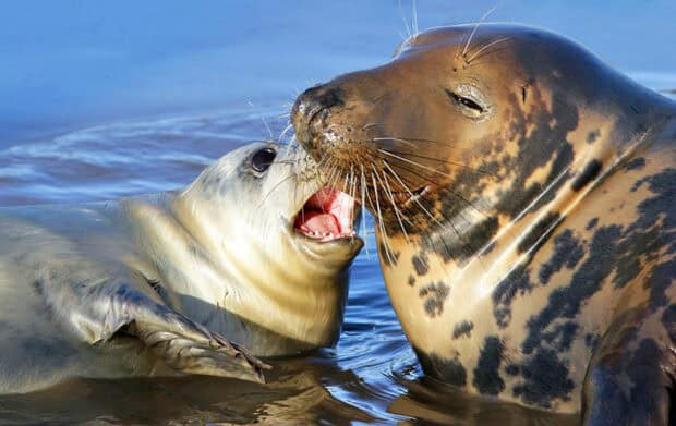 A playful moment between two seals in the Galapagos Islands water, HD Desktop Wallpaper