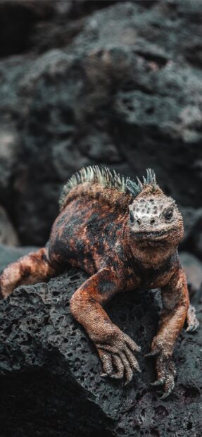 A close up of a Galapagos Islands iguana resting on volcanic rocks, 2K Phone Wallpaper