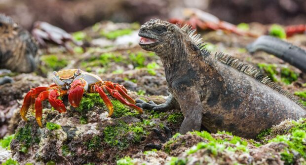 A marine iguana and a colorful crab on rocky shore in Galapagos Islands, HD Desktop Wallpaper