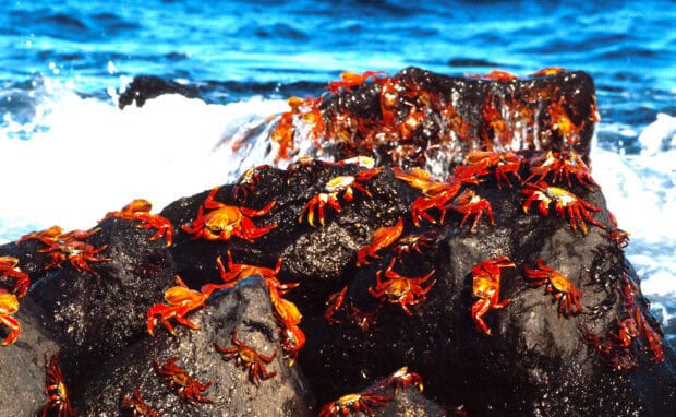 A group of red crabs on black rocks near ocean waves at Galapagos Islands, HD Desktop Wallpaper